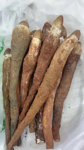 山珍有哪些种类_如何挑选正宗野生山珍