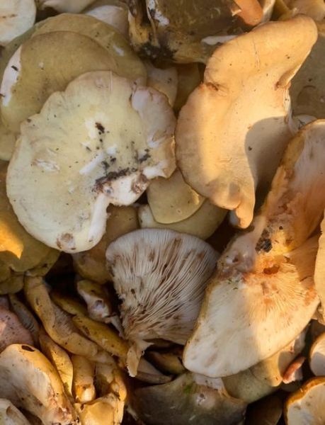 山珍有哪些种类_如何挑选正宗野生山珍