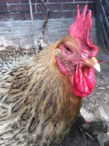 母鸡长什么样_母鸡外貌特征有哪些