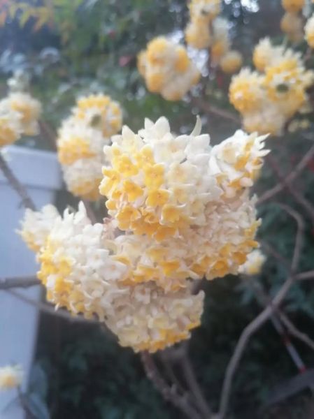 春光明媚_春山如笑是什么意思