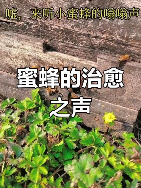 蜜蜂嗡嗡响是什么原因_晚上嗡嗡响怎么解决