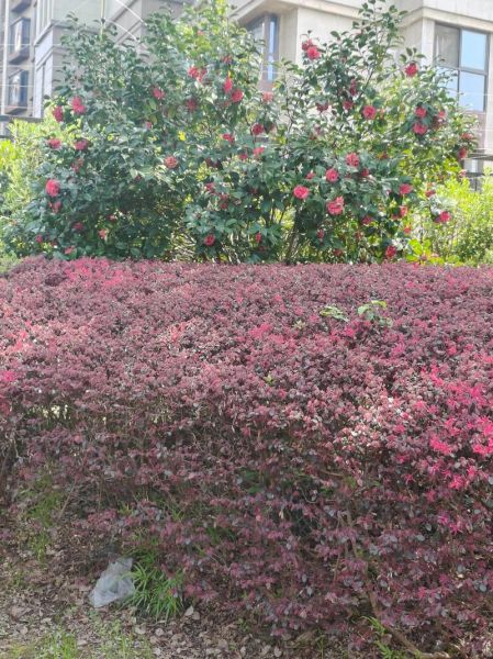 春光明媚_春山如笑是什么意思