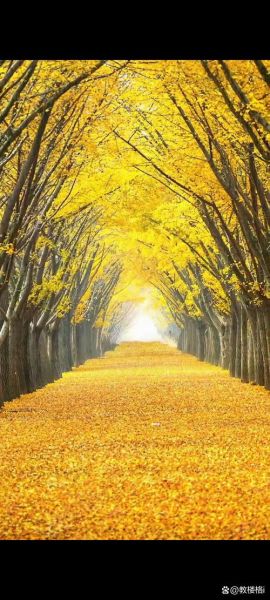 金黄秋天怎么拍_金黄秋天有哪些景色