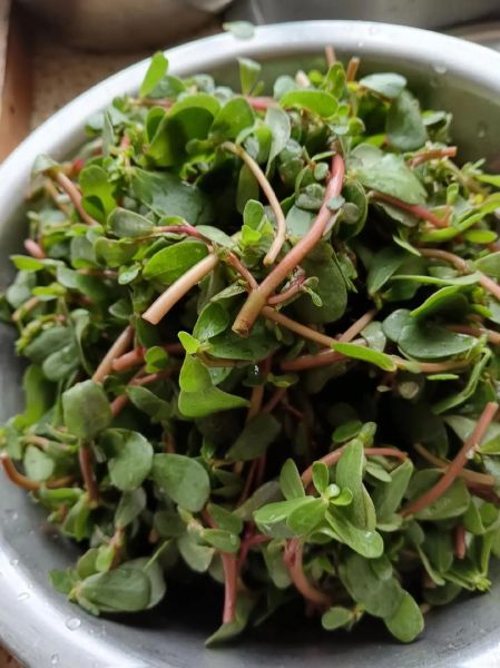 马齿苋蒸菜怎么做_马齿苋蒸菜需要焯水吗