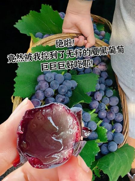 葡萄黑似的词语有哪些_如何仿写