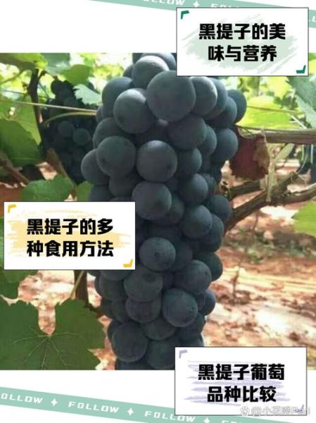葡萄黑似的词语有哪些_如何仿写