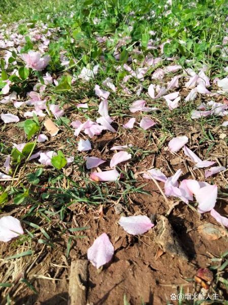花落有哪些雅称_如何形容花谢的瞬间