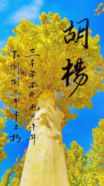 胡杨是词语吗_胡杨算不算词语