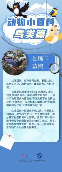 鸟儿外形词语有哪些_如何描写鸟儿羽毛颜色