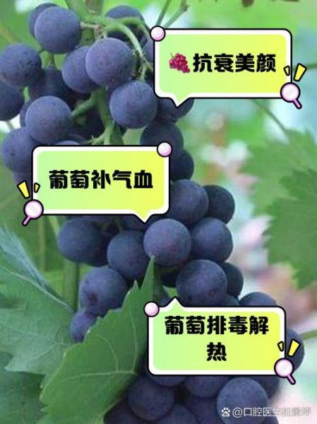 葡萄的功效与作用有哪些_吃葡萄会上火吗