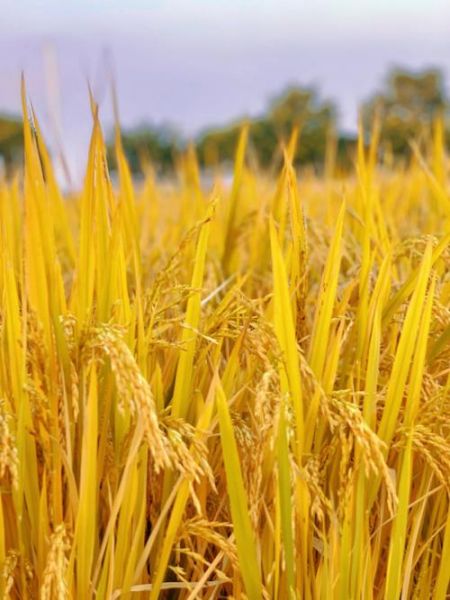 金灿灿的近义词有哪些_金灿灿的词语怎么写