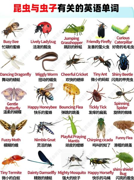 怎么形容虫子_虫子有哪些形容词