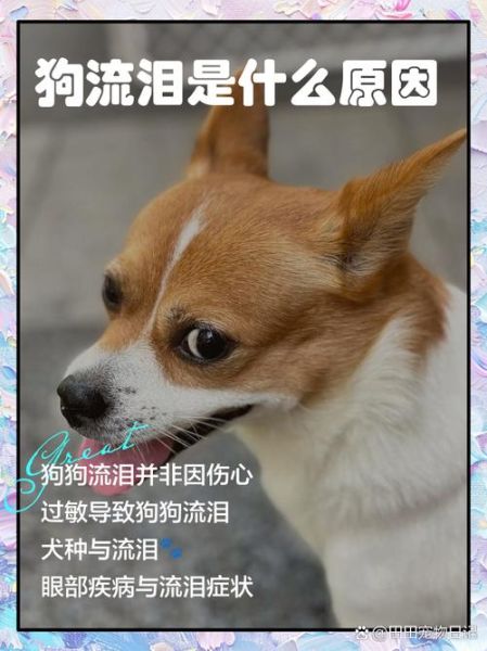 为什么伤心泪汪汪_如何缓解泪汪汪的伤心