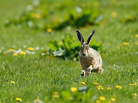 野兔为什么跑得那么快_野兔和家兔的区别