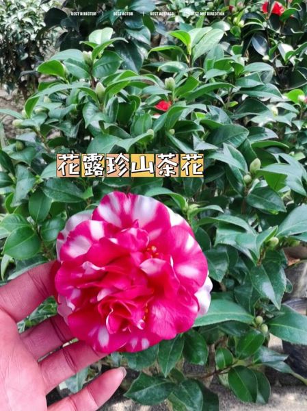珍花是什么花_珍花怎么养