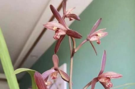 珍花是什么花_珍花怎么养