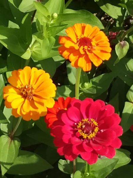 步步高音乐手机图片哪里找_步步高音乐手机壁纸怎么设置