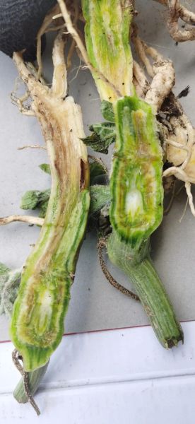 枯萎是什么意思_植物枯萎的原因有哪些