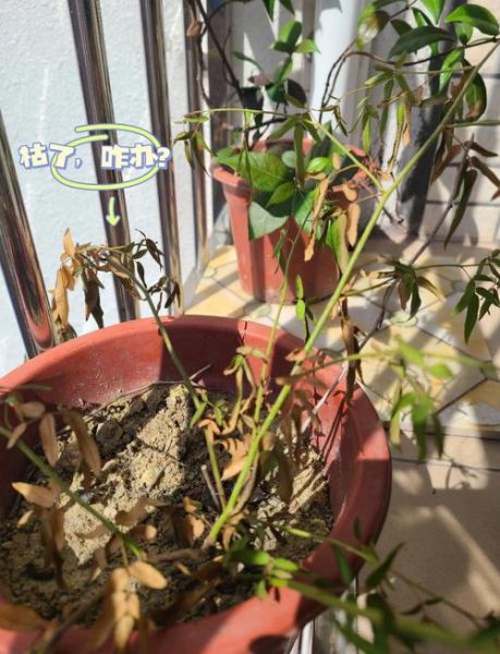 枯萎是什么意思_植物枯萎的原因有哪些