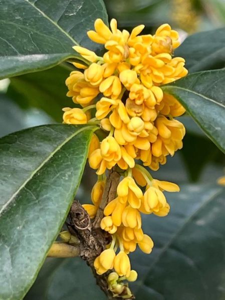 金桂什么香_金桂花香是什么味道