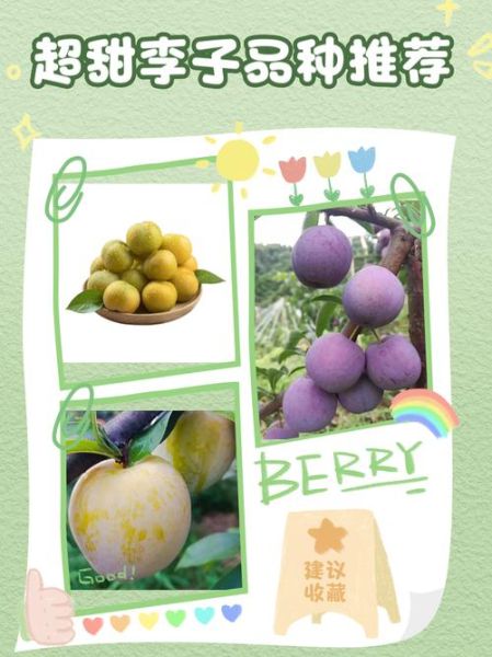 李子怎么挑选才甜_李子吃多了会上火吗