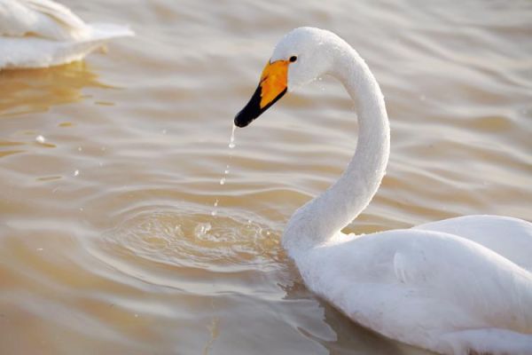 天鹅象征什么_天鹅的寓意有哪些