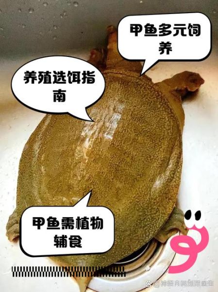 老鳖怎么养_老鳖吃什么长得快