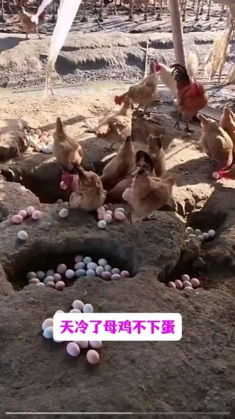 母鸡不下蛋是什么原因_母鸡抱窝怎么办