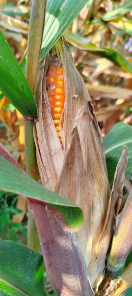 谷穗什么时候成熟_谷穗变黄的原因