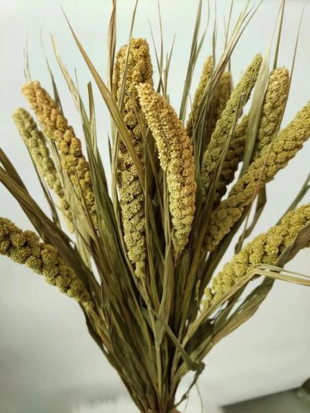 谷穗什么时候成熟_谷穗变黄的原因