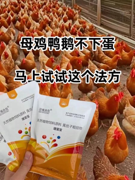 母鸡不下蛋是什么原因_母鸡抱窝怎么办