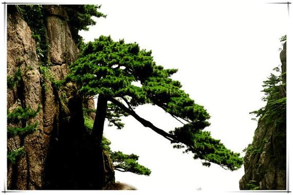 青松树木有哪些品种_如何养护青松树木