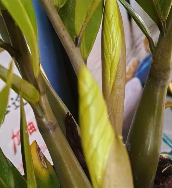 长芽的形容词有哪些_植物长芽怎么形容