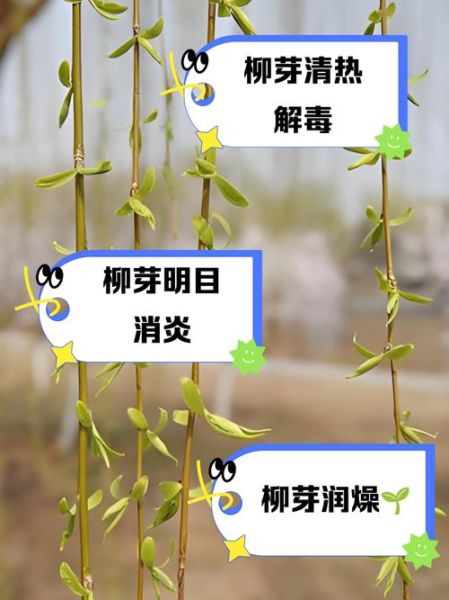 长芽的形容词有哪些_植物长芽怎么形容