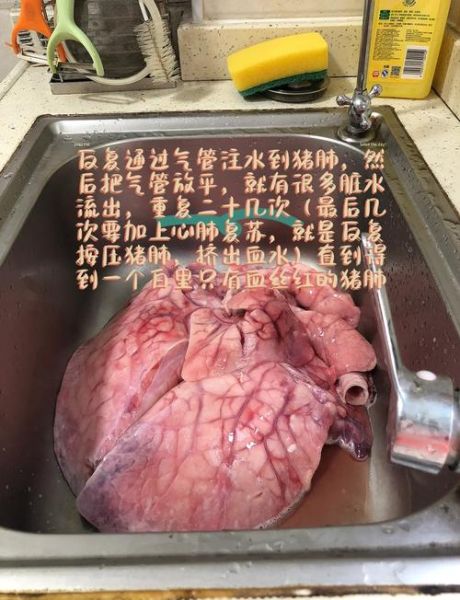 猪肺怎么清洗_猪肺汤的做法