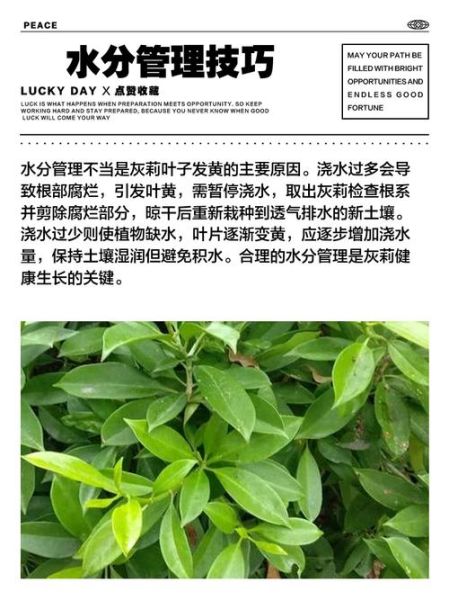 绿色树叶为什么会变黄_绿色树叶变黄怎么办