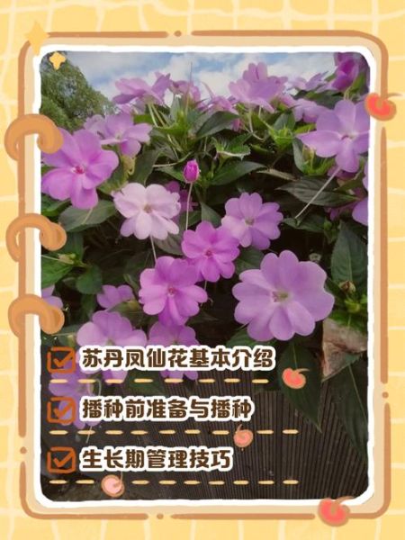 花儿如何生长_花儿生长需要什么条件