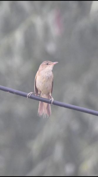 鸟儿喳喳叫个不停_鸟儿喳喳叫个不停是什么原因