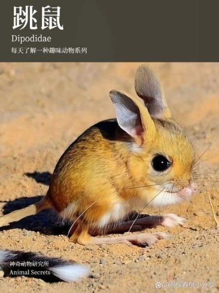 跳动物有哪些_跳动物怎么训练