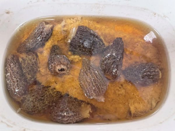 羊肚菌怎么泡发_羊肚菌炖汤做法