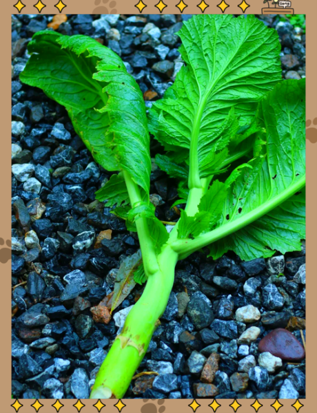 芥菜怎么做好吃_芥菜的家常做法