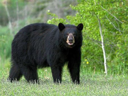 梦到大黑熊是什么意思_黑熊攻击梦境解析