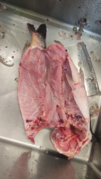 梦到捡到一条大鱼是什么意思_如何破解