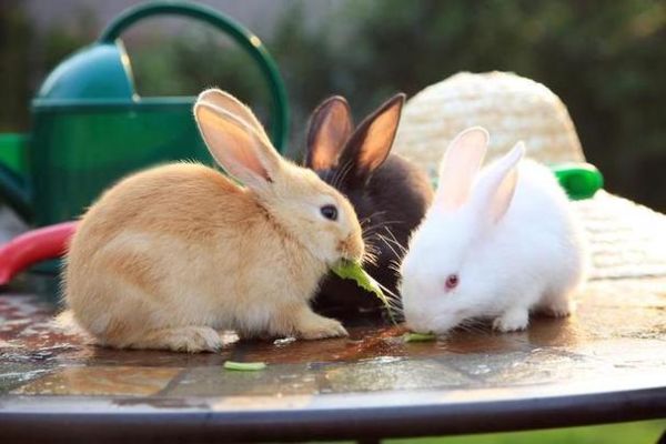 梦到很多兔子是什么意思_梦见兔子成群好不好