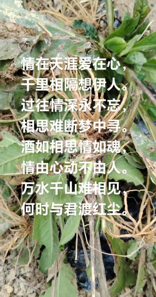 梦到心上人诗句_如何写出动人相思