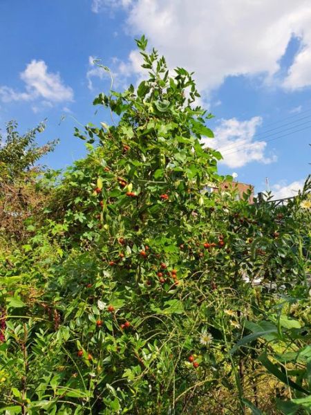 梦到满树枣是什么意思_梦见枣树结满果实的预兆