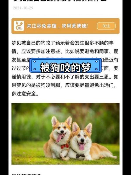梦到狗是什么意思_梦到狗咬人怎么办