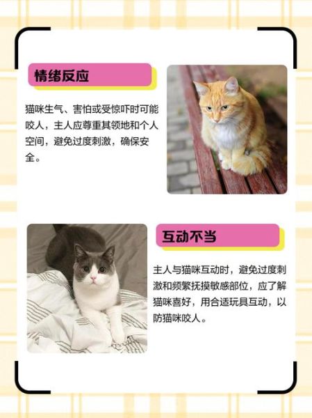 梦到猫咬人是什么意思_猫咬人梦境解析