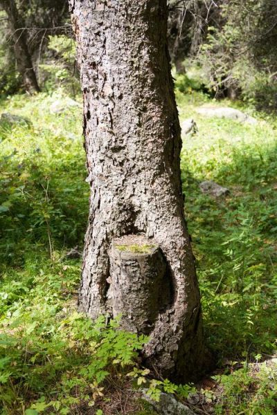 梦到锯大树是什么意思_梦见锯大树预示什么