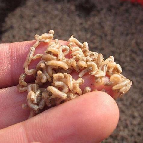 梦到家里蛆_梦见蛆虫是什么预兆